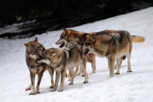 Gewaltfreie Kommunikation - die Wölfe